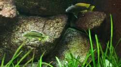 Besatz im Aquarium Das Malawibecken