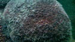 Feldstein nach 4 Jahren unter Wasser