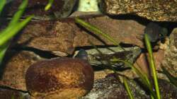 Steinaufbau im Oktober 2010 mit Blitzlicht photographiert