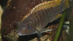 Besatz im Aquarium Das Malawibecken