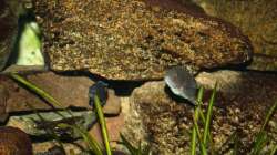 Steinaufbau im Oktober 2010 mit Blitzlicht photographiert