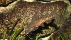 Besatz im Aquarium Das Malawibecken