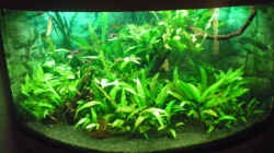 Pflanzen im Aquarium Aqua Asia ++Nur noch als Beispiel++