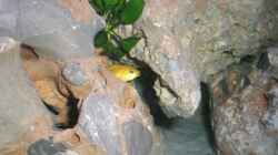 Labidochromis caeruleus I