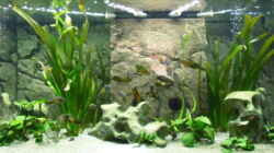 Aquarium Becken 6888
