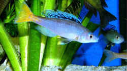 Cyprichromis leptosoma mpulungu ( blue flash ) mänl.