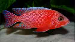 Aulonocara firefish - Männchen