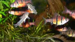 Besatz im Aquarium Asiatisches Ufer