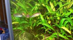 Besatz im Aquarium Asiatisches Ufer