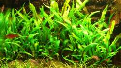 Pflanzen im Aquarium Asiatisches Ufer