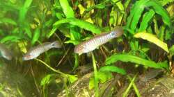 Besatz im Aquarium Asiatisches Ufer
