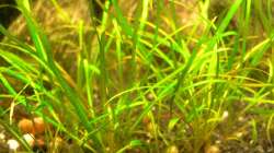 Echinodorus tenellus