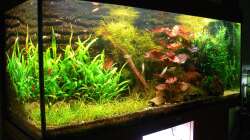 Aquarium Asiatisches Ufer