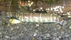 Dornauge