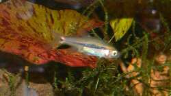 Boraras maculatus