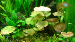 Pflanzen im Aquarium Becken 6962