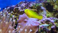 Gelbe Korallengrundel Gobiodon okinawae