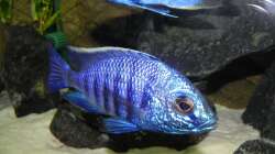 Copadichromis azureus. Der Herrscher