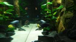 Besatz im Aquarium Zu Verkaufen !!!