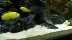 Aquarium Zu Verkaufen !!!