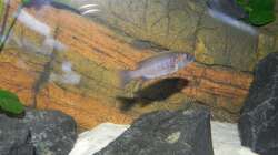 Dominante fryeri Meid