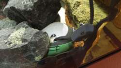 Aquaball gut getarnt