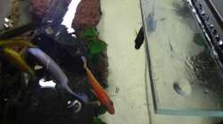 ´Endlich kommt unser Diener und schafft Futter ran´... :)