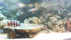 Dekoration im Aquarium Becken 705