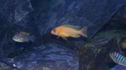 Aulonocara Fire Fish Männchen - noch ein bißchen blass (jung)