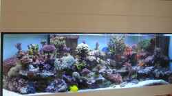 Aquarium Becken 7113