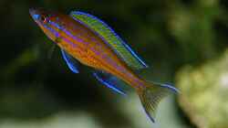 Paracyprichromis nigripinnis blue neon