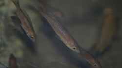 juvenile Cyprichromis microlepidotus `Bulu Point`