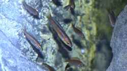 juvenile Cyprichromis microlepidotus `bulu point`