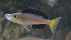 Gähnender Cyprichromis