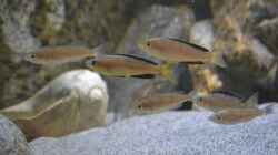 Gruppe Cyprichromis