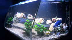 Aquarium Becken 715