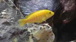 Labidochromis caerulleus `Yellow`