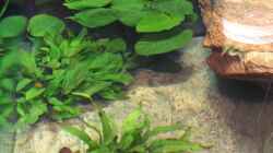 Pflanzen im Aquarium Becken 7165