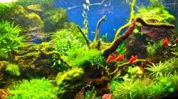 Platys & Leuchtaugenfische