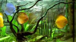 Wurzelspiel Aug 2007