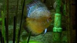 wieder mal Eiablage am Ansaugrohr Aug 2007