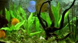 blick auf Pflanzen Aug2007