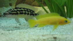 Julidochromis und Neolamprologus