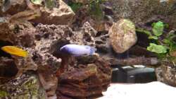 Pseudotropheus Polit