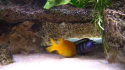 Pseudotropheus Saulosi