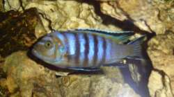 Cynotilapia ´Lion´ WF