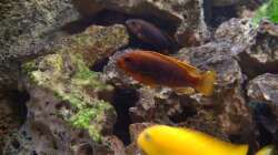 Iodotropheus Sprengerae