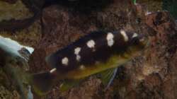 Pseudotropheus Crabro