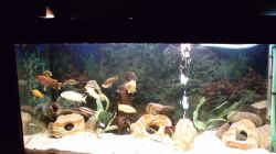Aquarium Becken 73