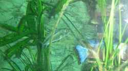 Buccochromis Lepturus...Die Rostraten Familie